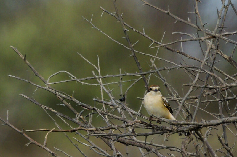 Pie grièche à tête rousse femelle